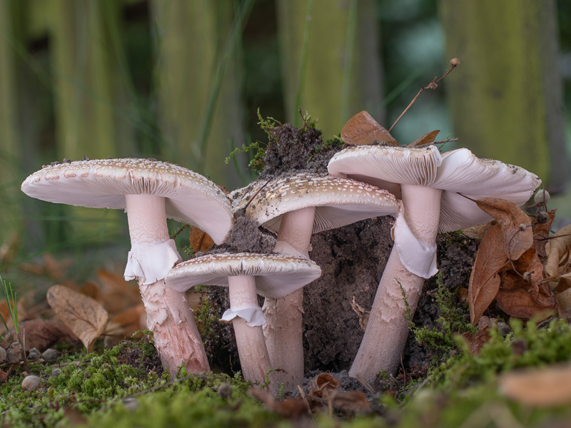 Amanita rubescens